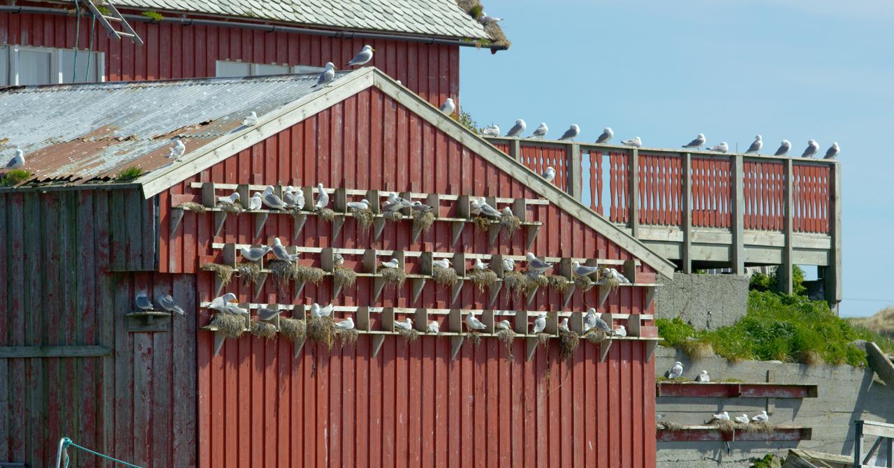 Fiskarheimen Havly, Rost Hotell Eksteriør bilde